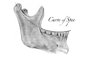 Curve of Spee